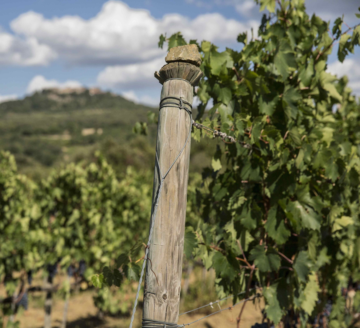 Il-Grappolo-Brunello-di-Montalcino-scaled.jpg