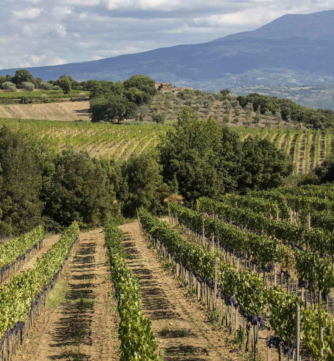 Montalcino.jpg