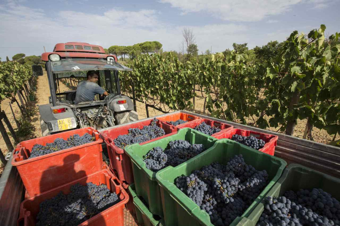 Vendemmi-Montalcino.jpg
