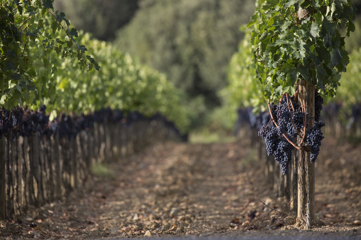Vendemmia-8.jpg