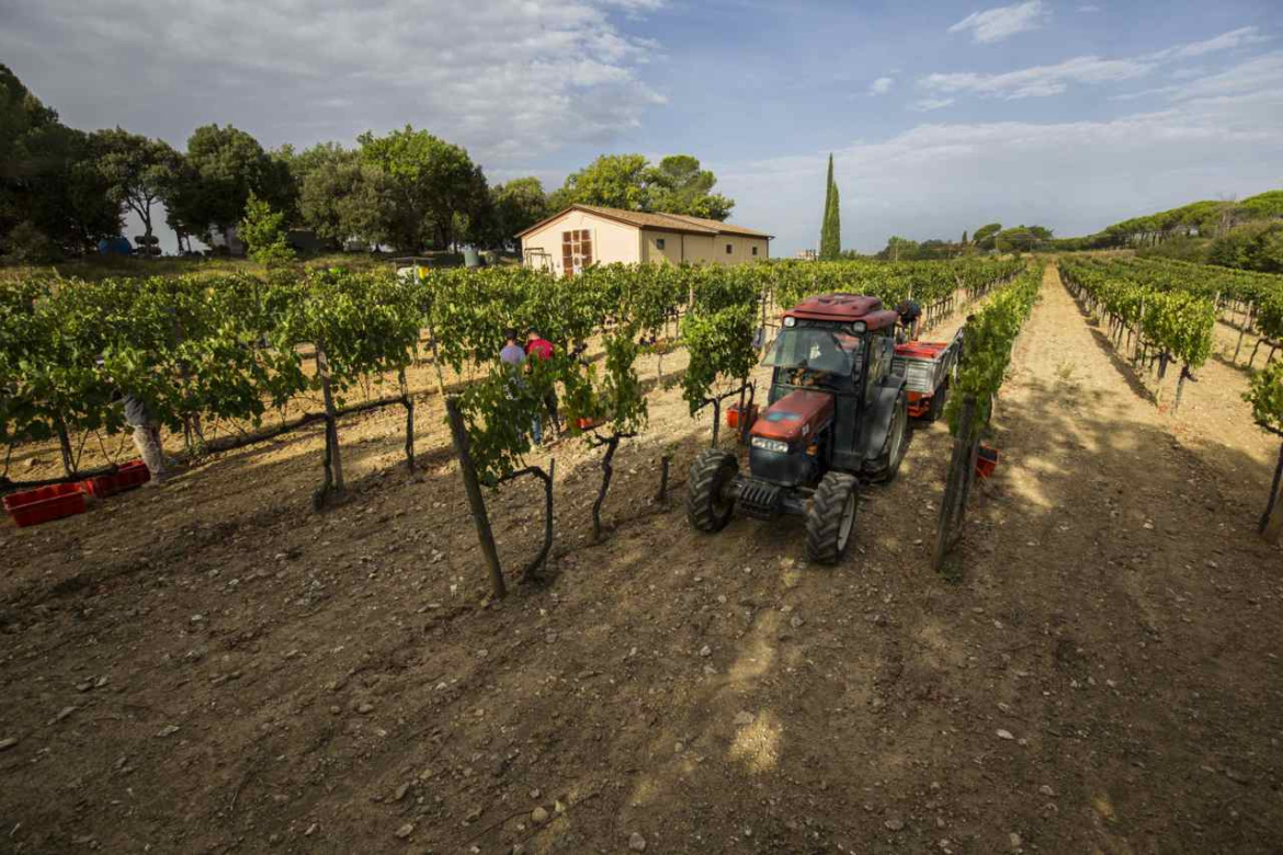 Vendemmia-Il-Grappolo.jpg