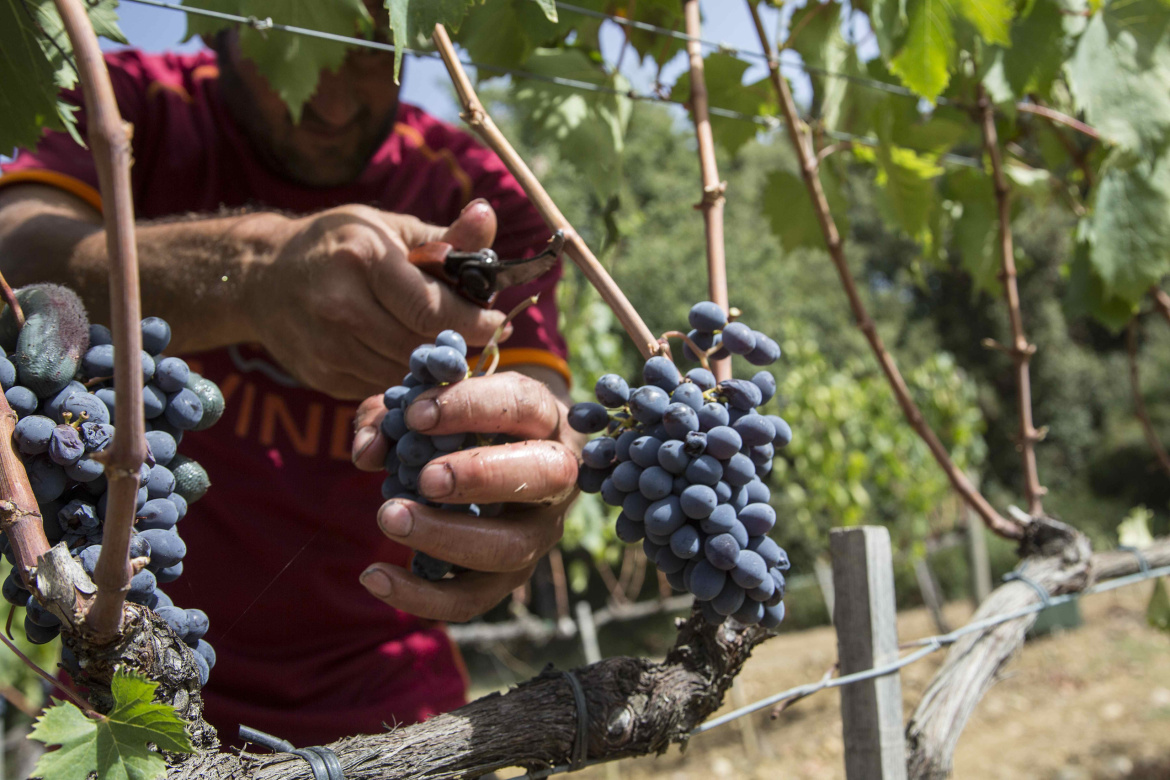 Vendemmia-Il-Grappolo-Montalcino-scaled.jpg
