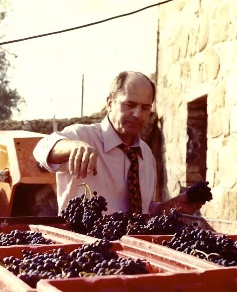 Vendemmia-Montalcino.jpg