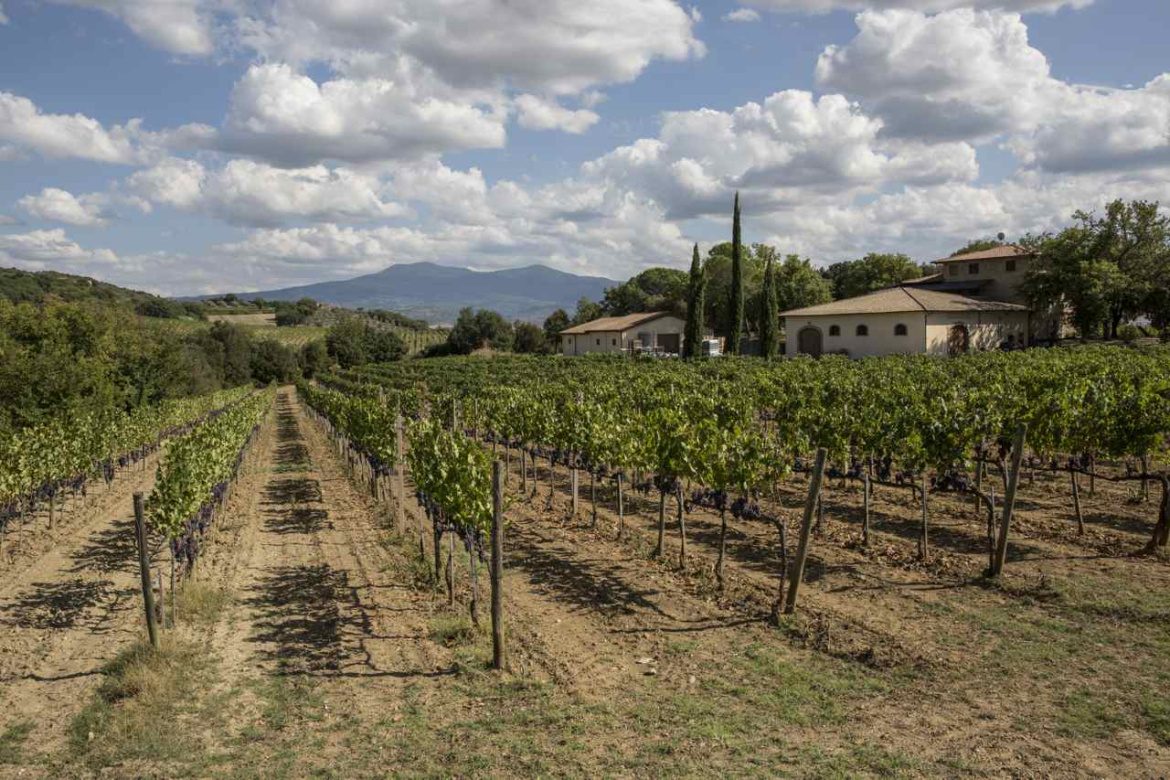 Vigneti-Brunello.jpg